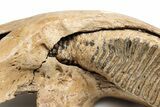 Woolly Mammoth Jaw with M Molar - Germany #235234-7
